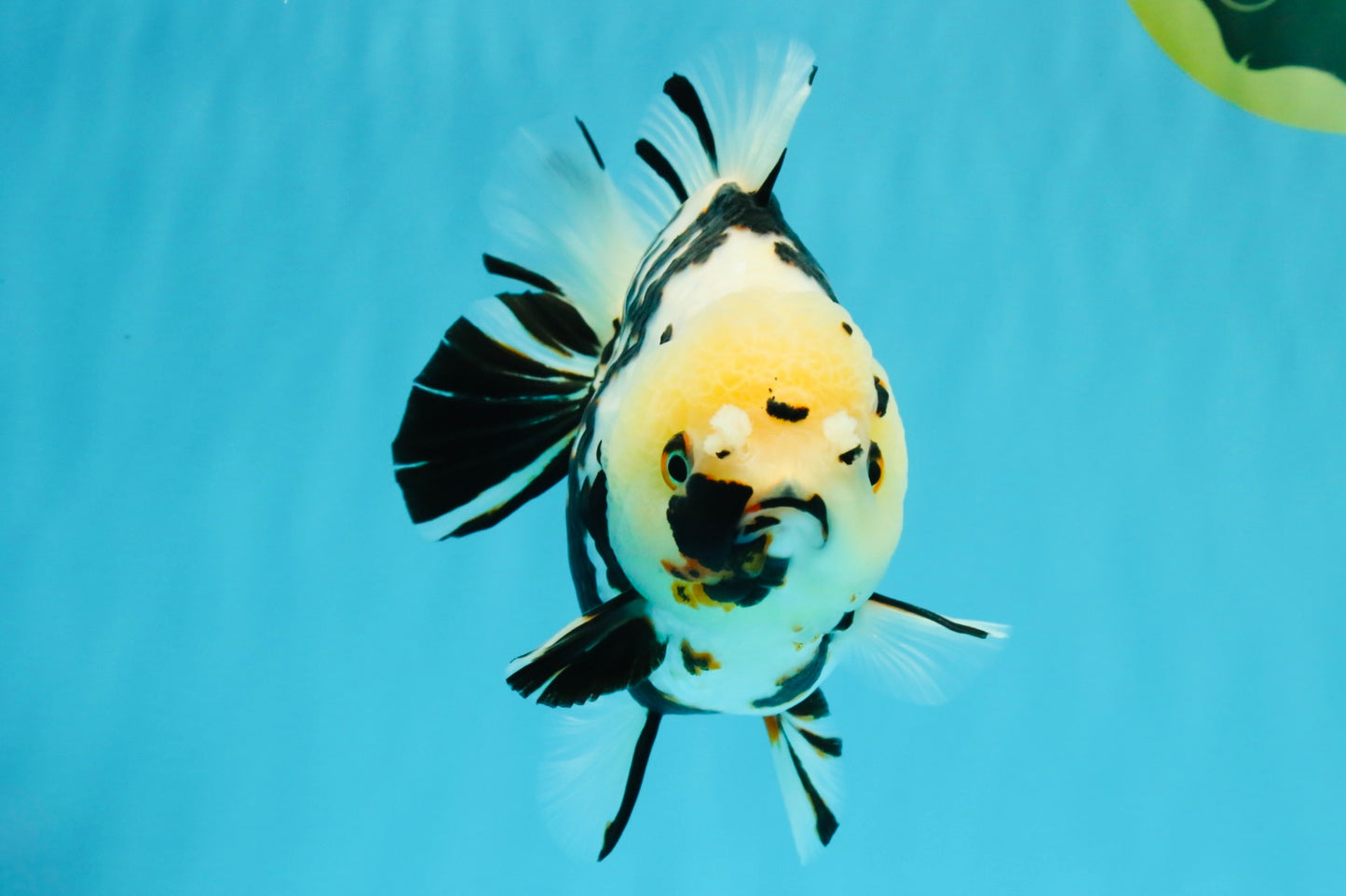 A Grade Special White Tiger Yuanbao Female 6 inches #022726YB_08