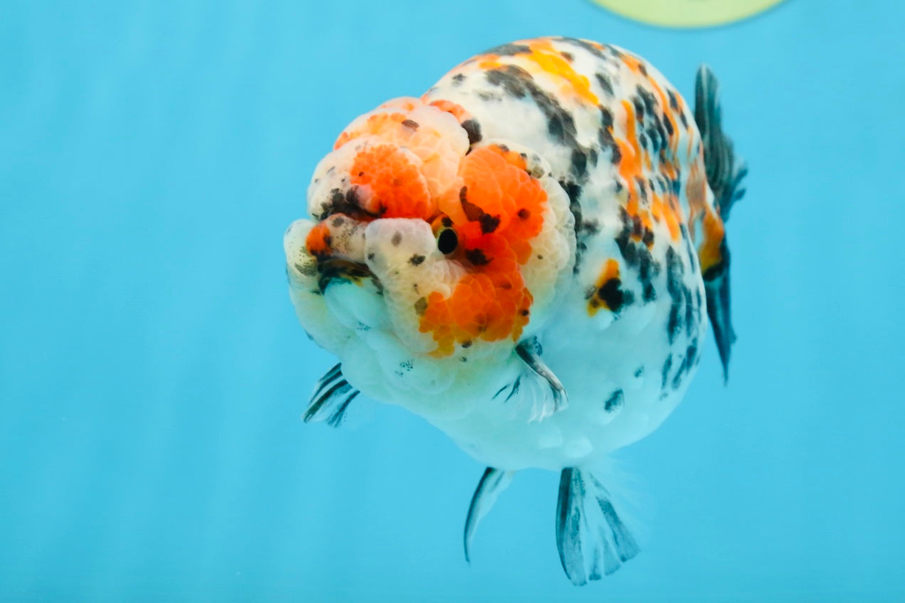 AAA Grade Special Calico LionKing 4.5-5 inches #101025RC_21