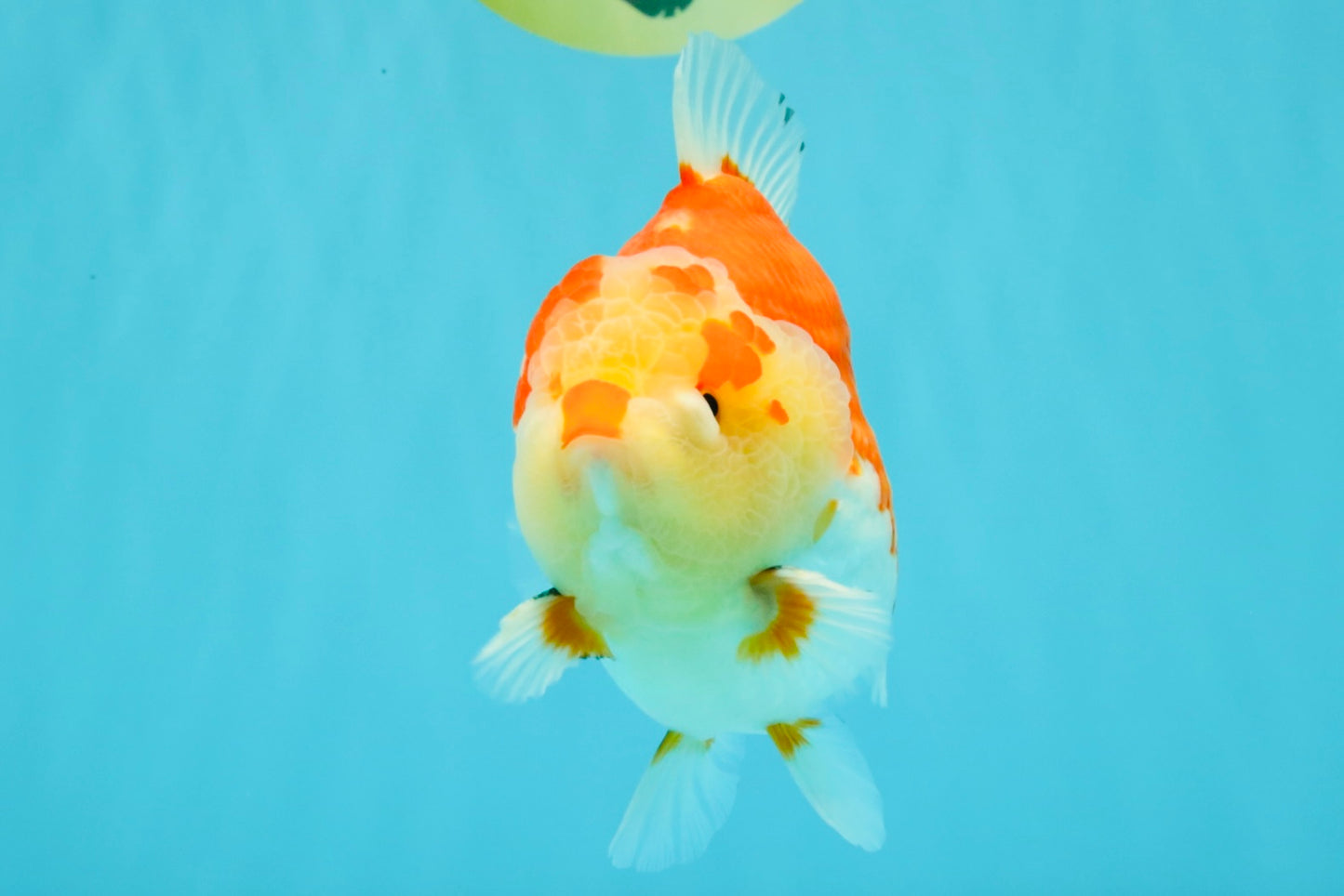 AAA Grade Godzilla Red White Yuanbao Male 5-5.5 inches #031326YB_20