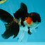 A Grade Tricolor Oranda Male 4.5 inches #050225OR_08