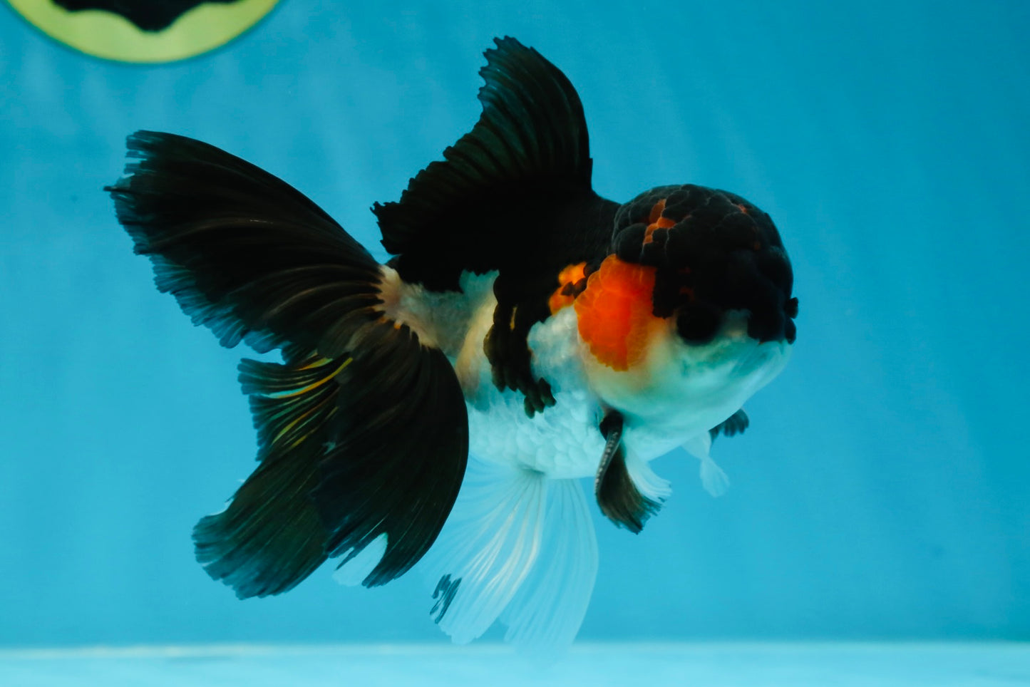 A Grade Tricolor Oranda Male 4.5 inches #050225OR_08