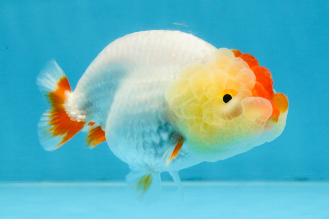 AAA Grade Red White LionQueen 4 inches #103125LC_28