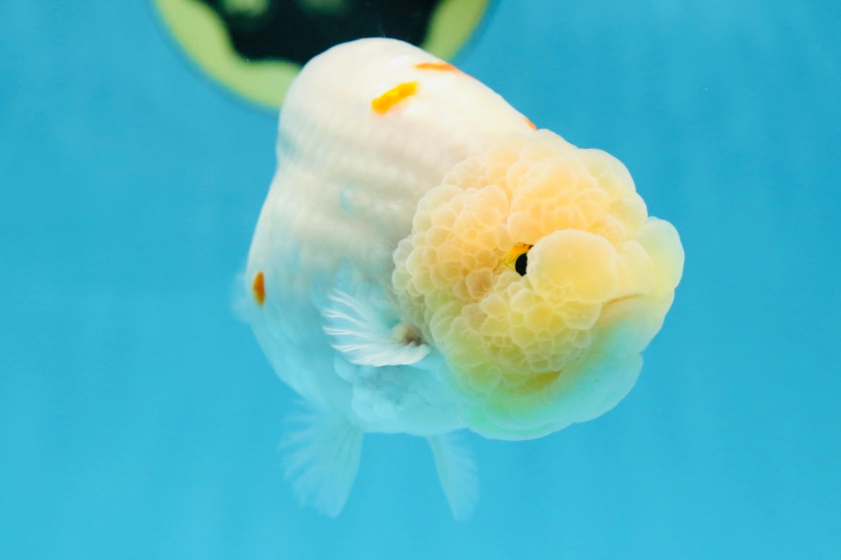 A Grade Red White Sakura Lionking 4.5 inches #080125LC_15