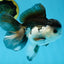 A Grade Panda Button Eyes Oranda Male 5-5.5 inches #011725OR_04