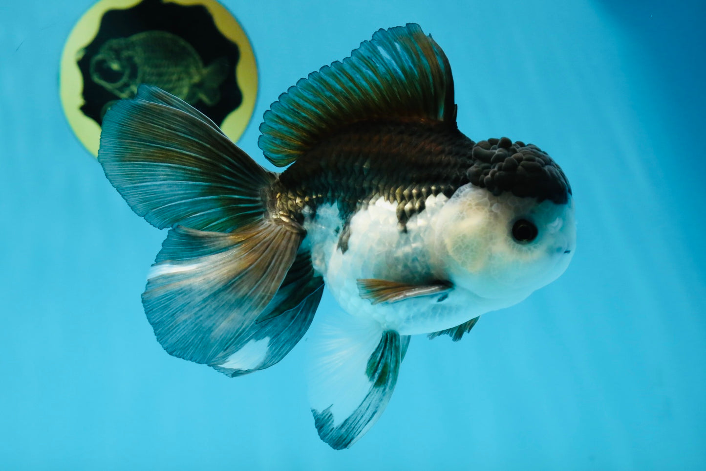 A Grade Panda Button Eyes Oranda Male 5-5.5 inches #011725OR_04