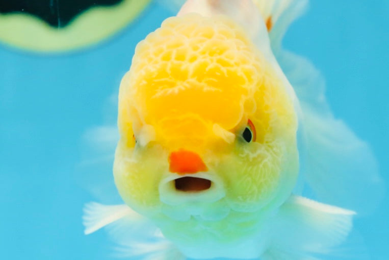 AAA Grade Lemonhead Oranda Male 5 inches #080125OR_20
