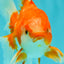 A Grade Red White Oranda Male 5.5-6 inches #070626OR_07