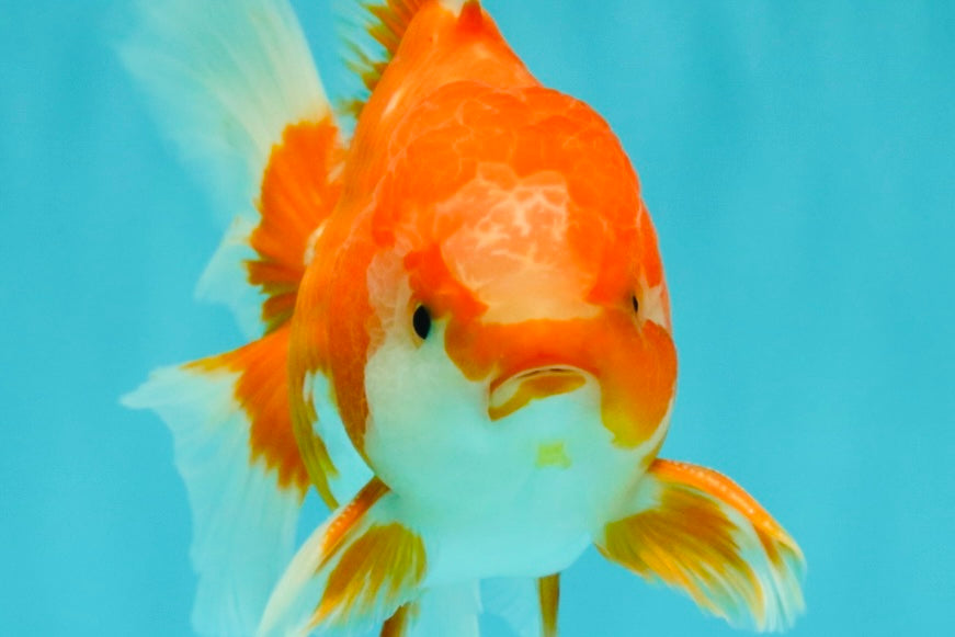 A Grade Red White Oranda Male 5.5-6 inches #070626OR_07