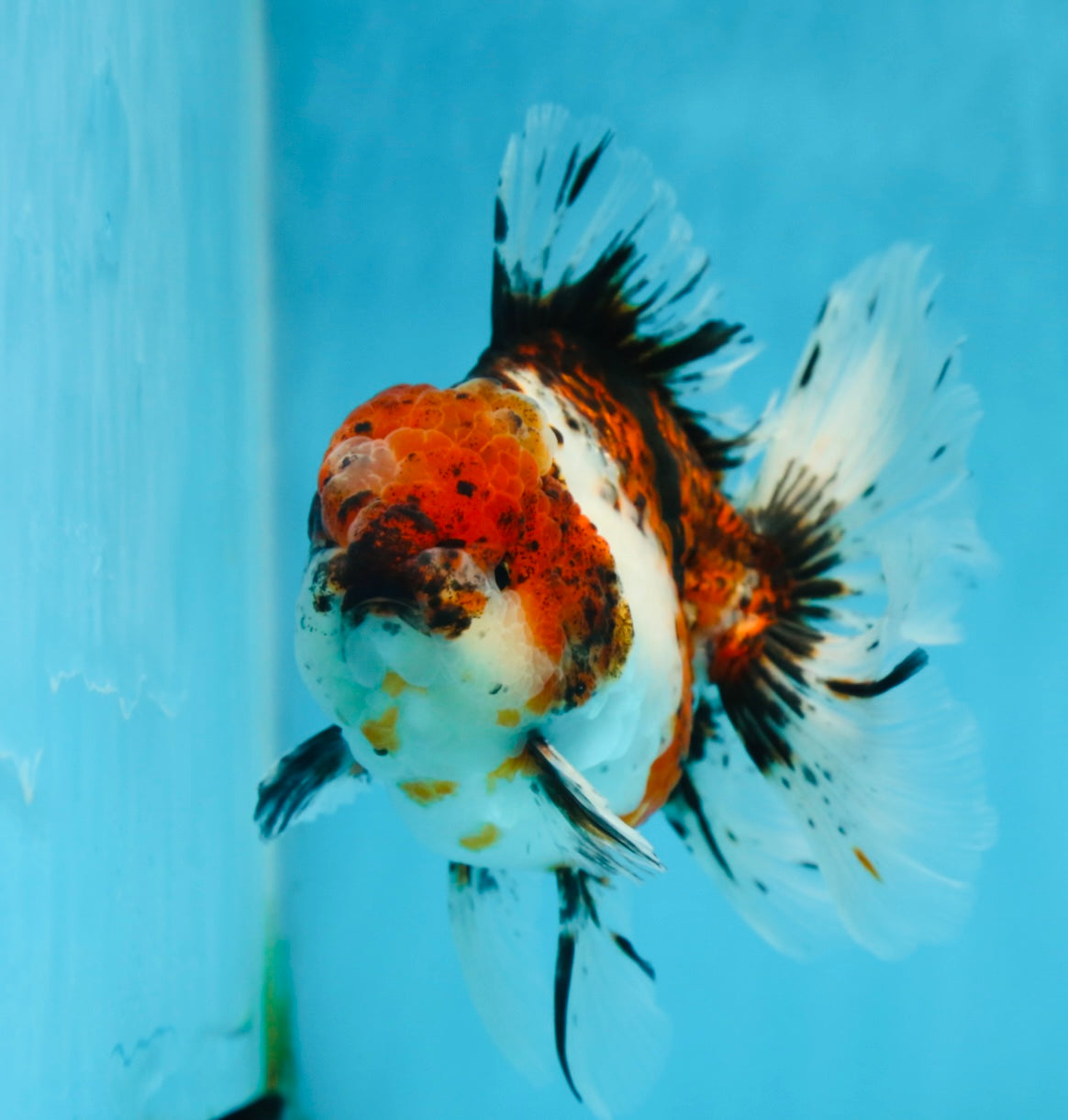 AAA Grade Young Godzilla Calico Oranda Male 5.5 inches #080125OR_04