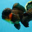 A Grade Lava BULL DOG Oranda Male 6 inches #011025OR_10