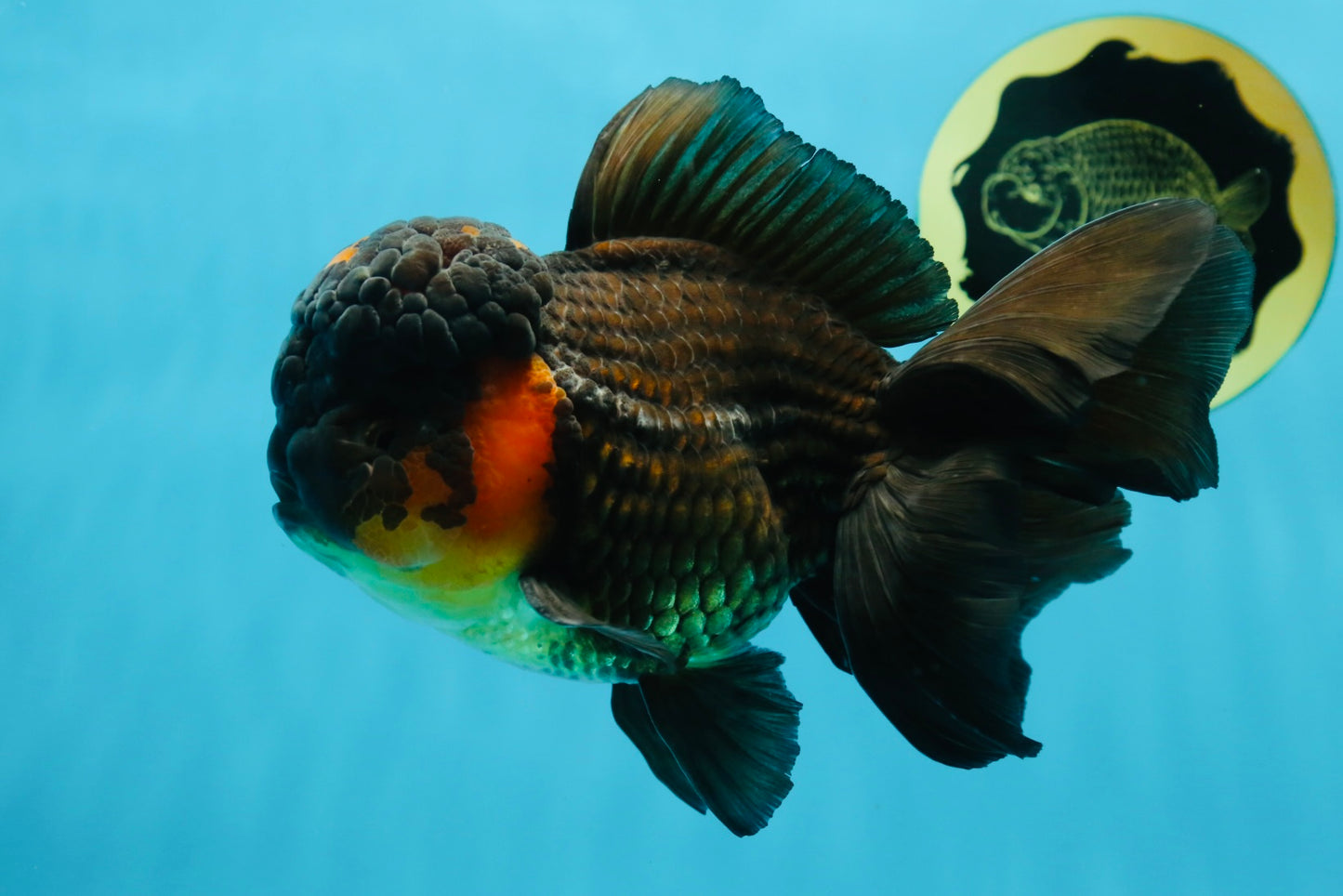 A Grade Lava BULL DOG Oranda Male 6 inches #011025OR_10