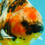 AAA Grade Calico Tiger Yuanbao Male 4.5-5 inches #062626YB_17