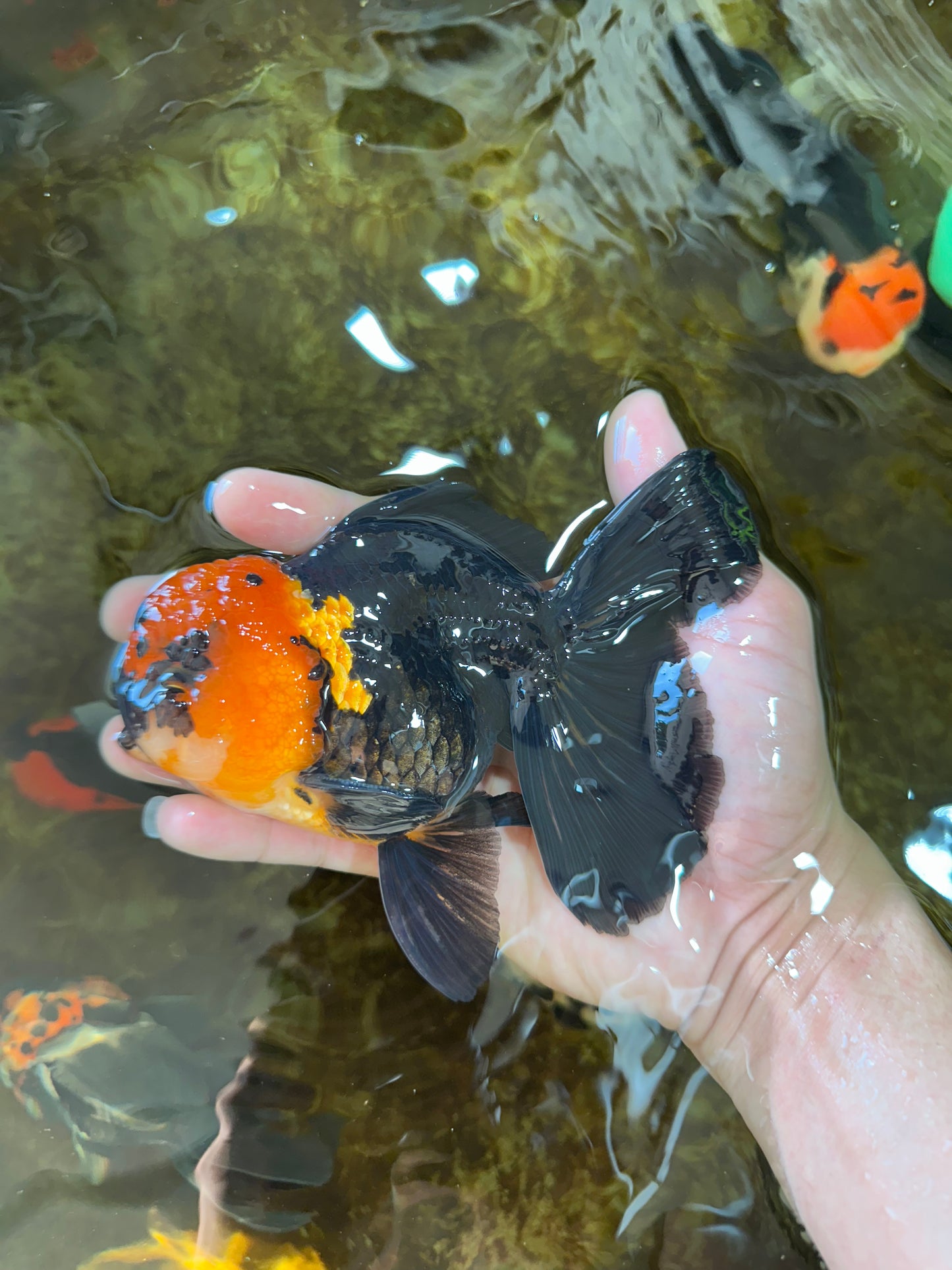 A Grade Apache Oranda Male 5.5-6 inches #081525OR_21