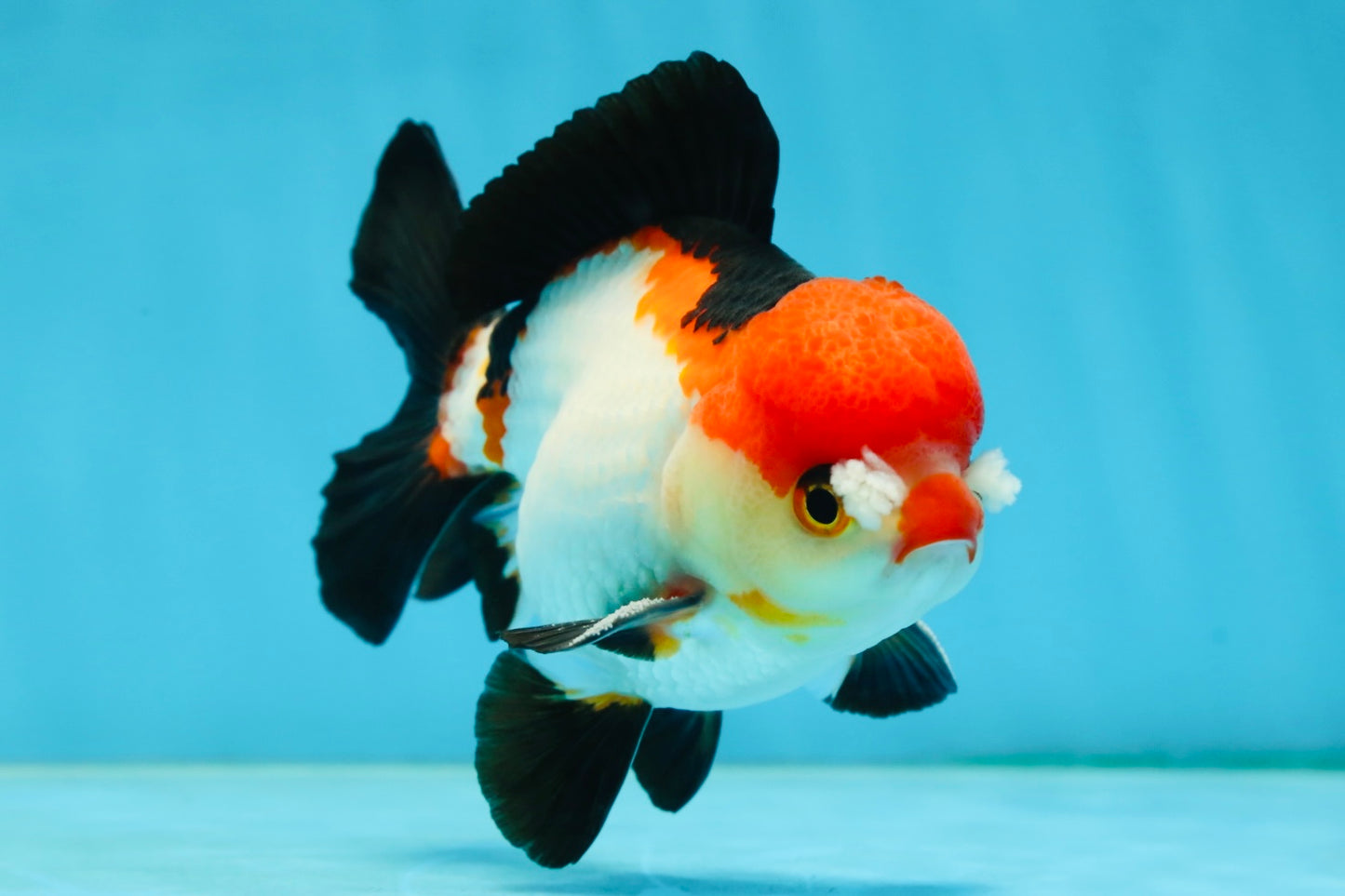 A Grade Pompom Tricolor Yuanbao Male 4.5 inches #062725YB_08