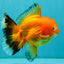 CHUNKY A Grade Red White Oranda Male 5.5-6 inches #042426OR_08