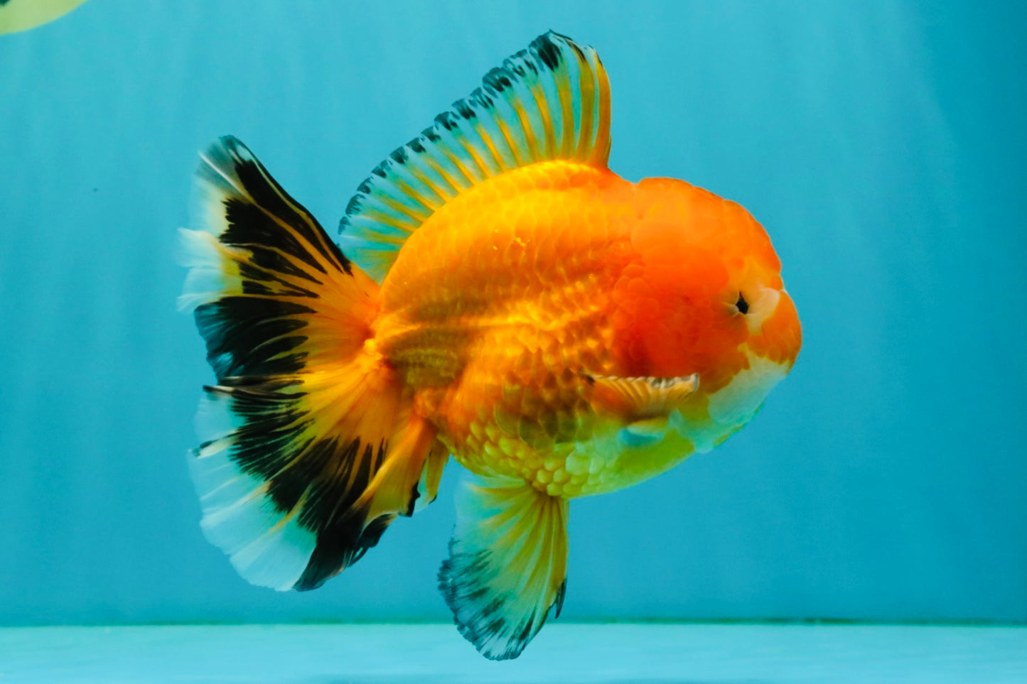 CHUNKY A Grade Red White Oranda Male 5.5-6 inches #042426OR_08