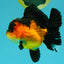 CHUBBY A Grade Apache Oranda Female 6 inches #071726OR_17