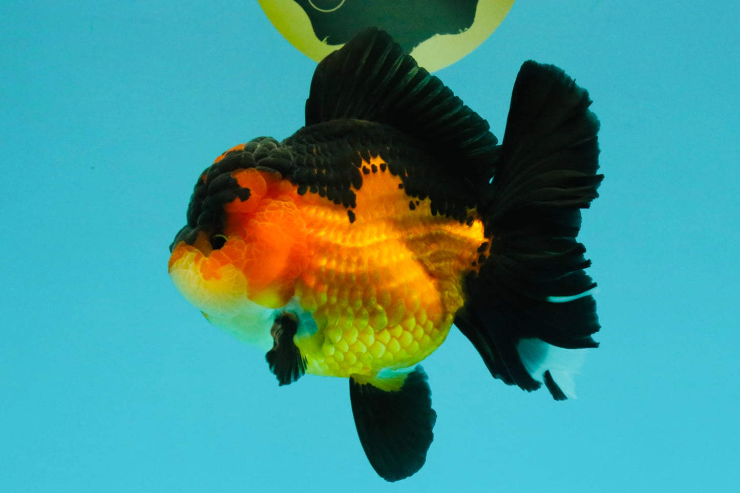 CHUBBY A Grade Apache Oranda Female 6 inches #071726OR_17