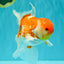 VISION A Grade Red White Oranda Male 6 inches #070626OR_08