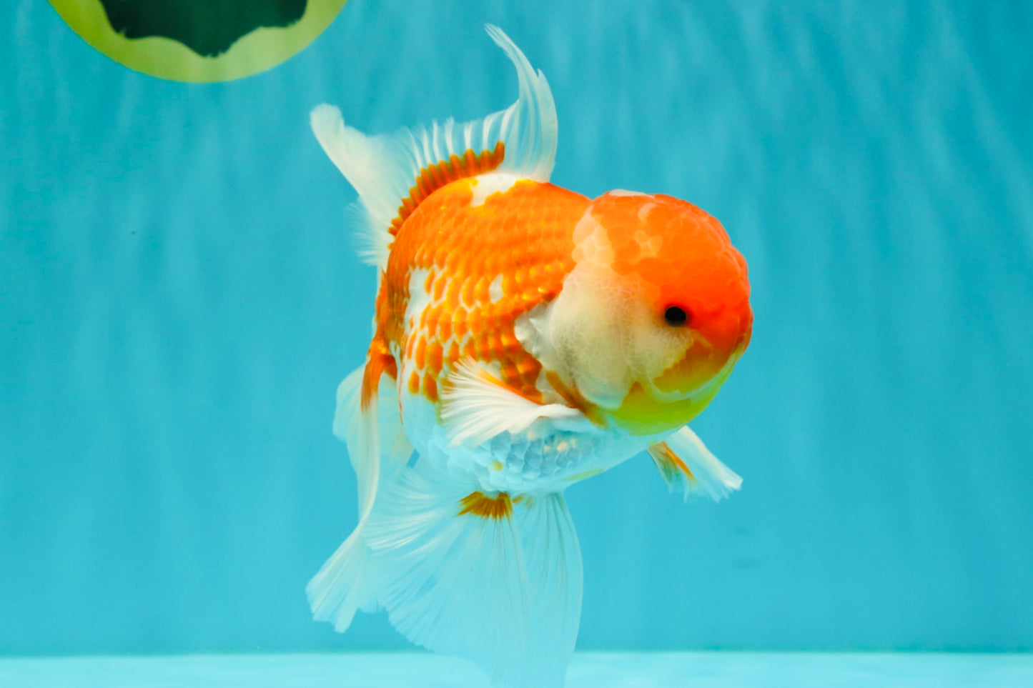 VISION A Grade Red White Oranda Male 6 inches #070626OR_08