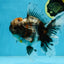 A Grade Kirin Oranda Female 6 inches #110725OR_02