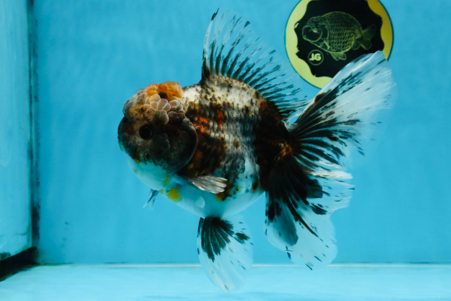 A Grade Kirin Oranda Female 6 inches #110725OR_02
