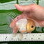 Oranda macho de ojos de botón de cabeza de limón de grado A, único, de 4 a 4,5 pulgadas, n.º 0906OR_28