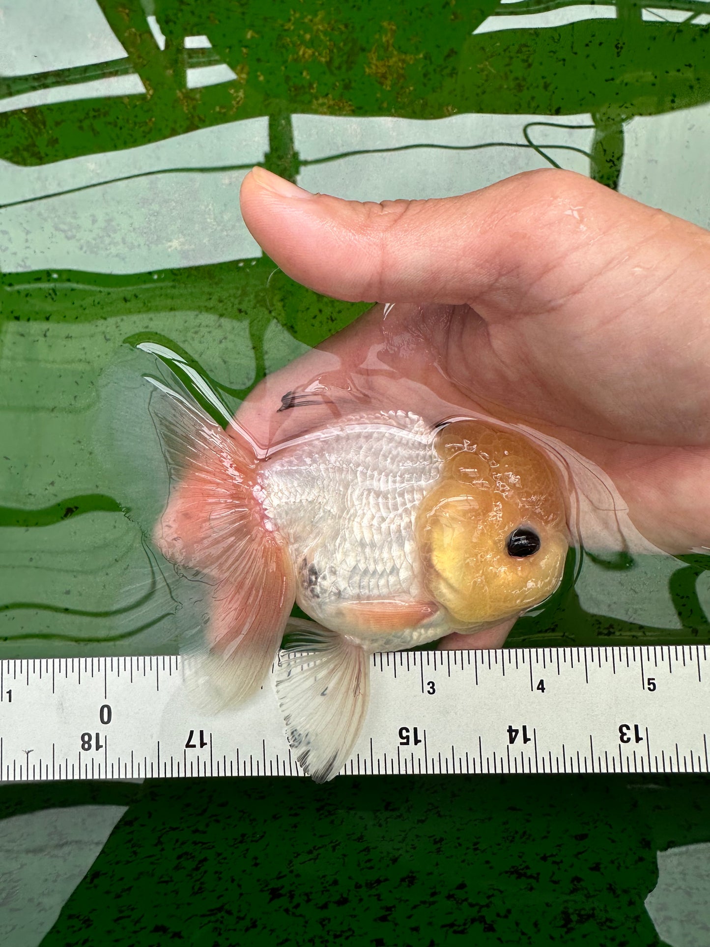 Oranda macho de ojos de botón de cabeza de limón de grado A, único, de 4 a 4,5 pulgadas, n.º 0906OR_28