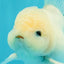 A Grade Marble Oranda Male 5-5.5 inches #050126OR_11