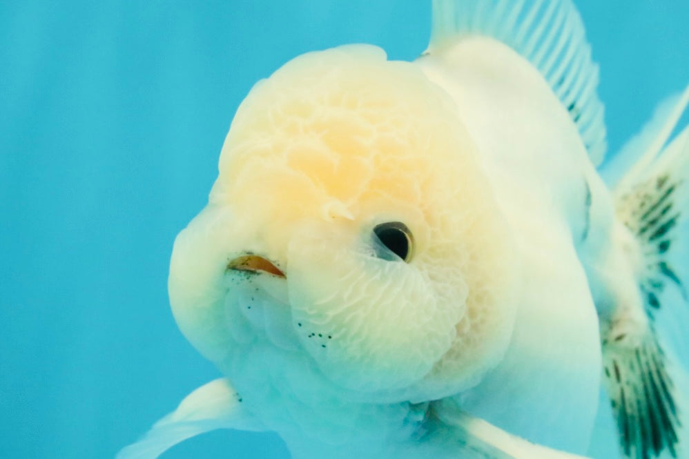 A Grade Marble Oranda Male 5-5.5 inches #050126OR_11