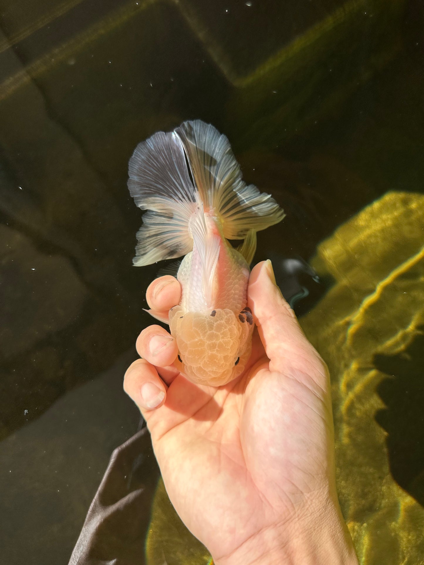 A Grade BULLDOG Lemonhead Oranda Male 4.5-5 inches #1018OR_22