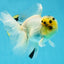 A Grade Panda White Oranda Male 5 inches #050225OR_07