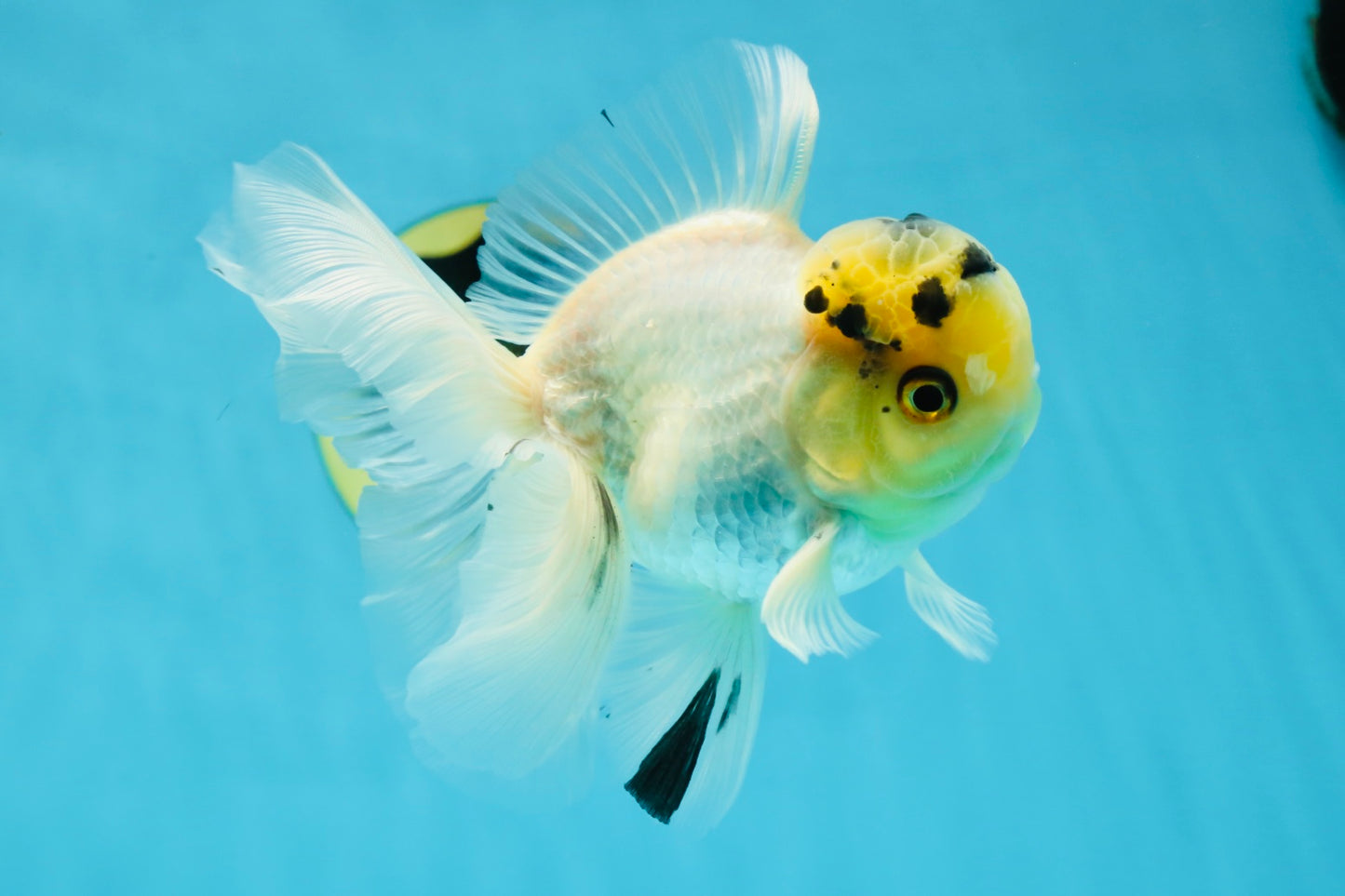 A Grade Panda White Oranda Male 5 inches #050225OR_07