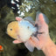 A Grade Marble Oranda Male 6-6.5 inches #042426OR_11