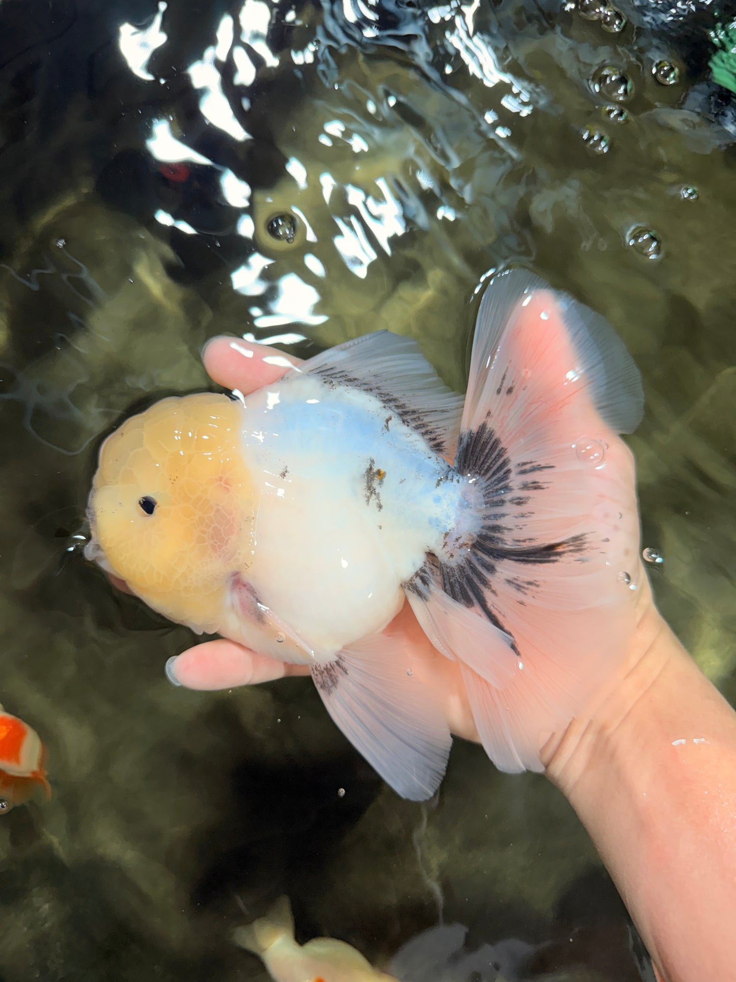 A Grade Marble Oranda Male 6-6.5 inches #042426OR_11