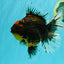CHUNKY AAA Grade Tiger Oranda Male 6.5-7 inches #072426OR_01