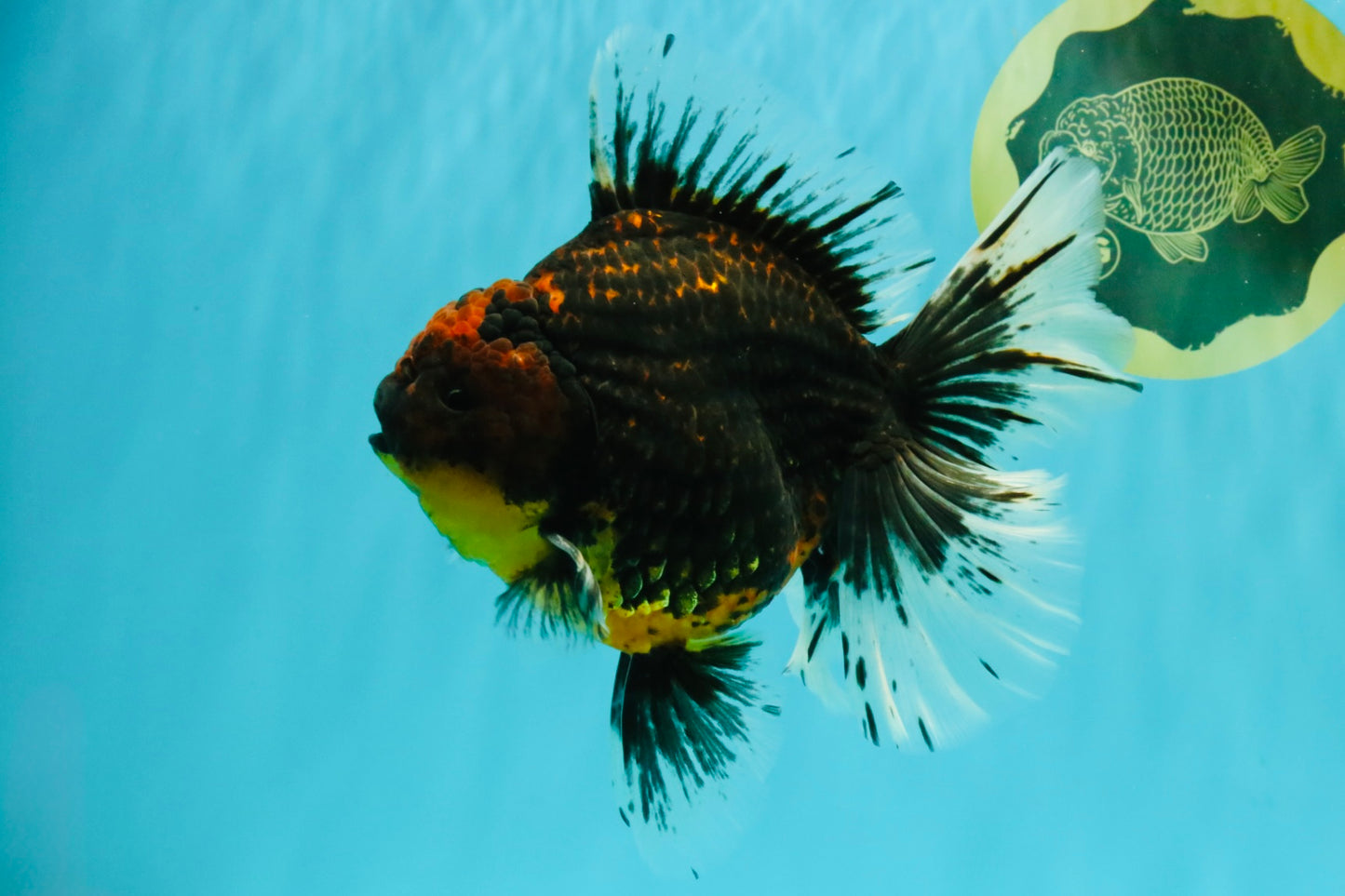 CHUNKY AAA Grade Tiger Oranda Male 6.5-7 inches #072426OR_01