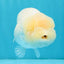 SUPER CUTE A Grade White LionQueen Female 4.5 inches #041026LC_17