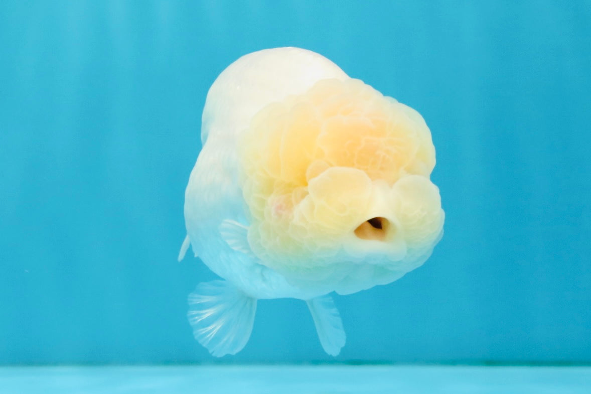 SUPER CUTE A Grade White LionQueen Female 4.5 inches #041026LC_17