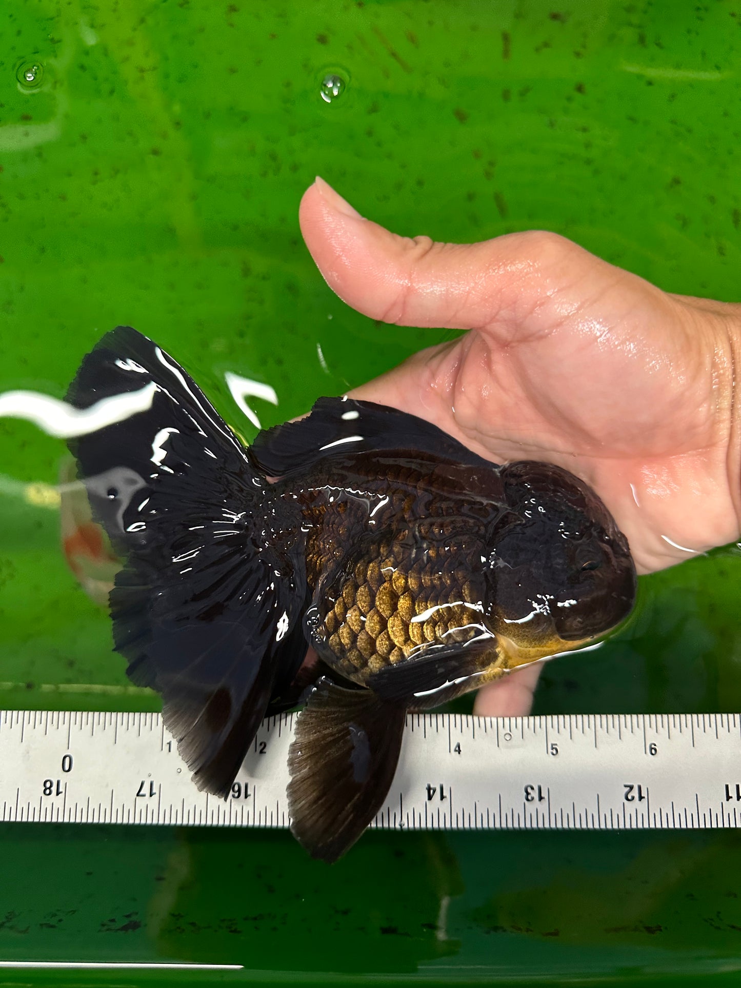 A Grade Black Oranda Male 5.5-6 inches #0726OR_04