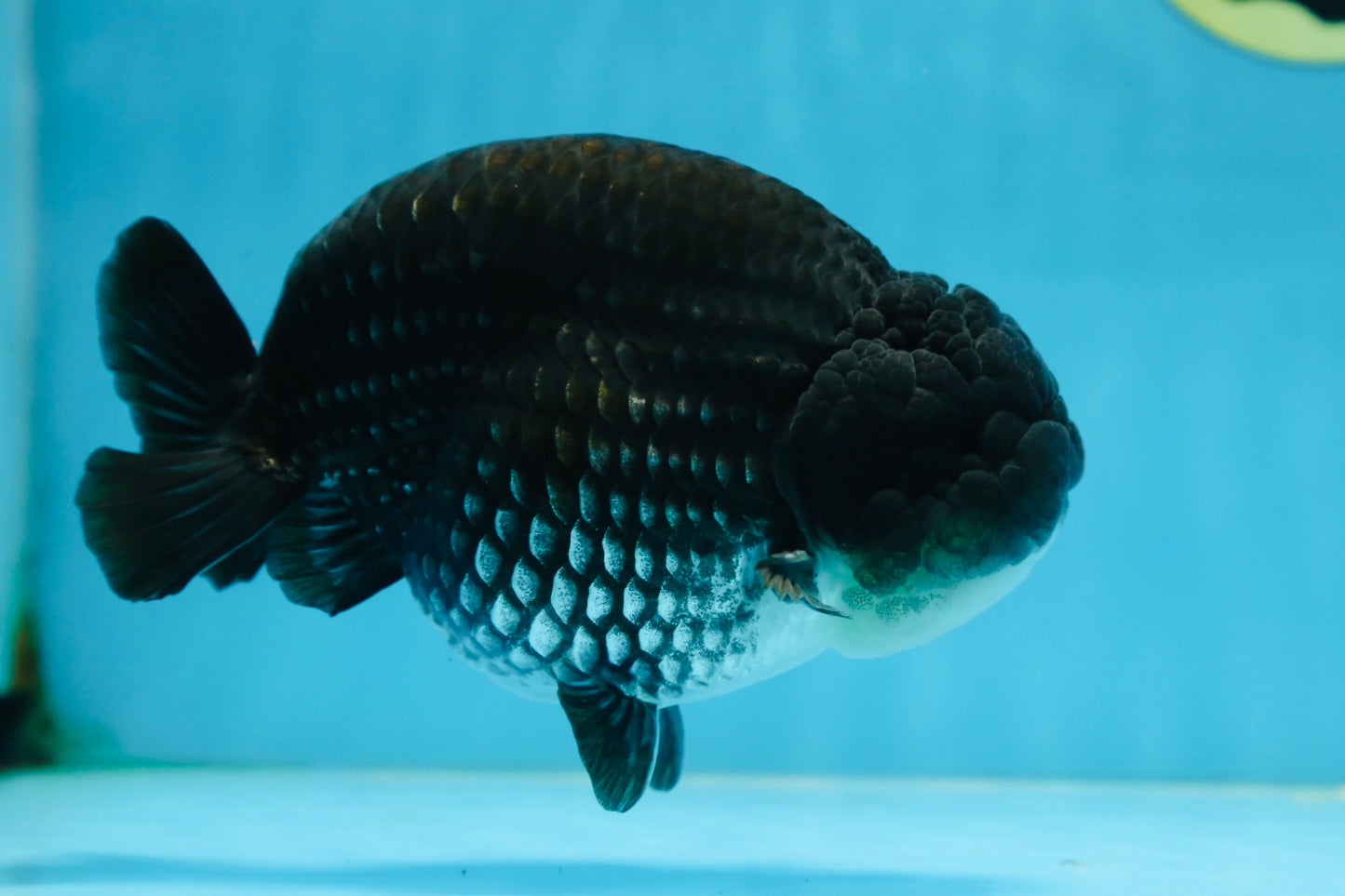 AAA Grade Black Blue LionKing 5.5 inches #082225LC_03