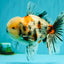 AAA Grade Marble Oranda Male 6-6.5 inches #071026OR_37
