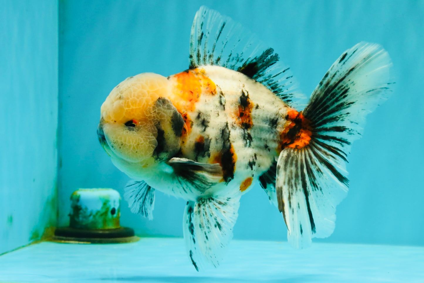 AAA Grade Marble Oranda Male 6-6.5 inches #071026OR_37