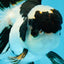 A Grade Panda Oranda Male 4.5 inches #010325OR_08