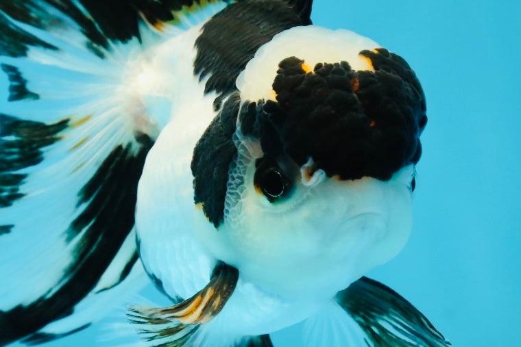 A Grade Panda Oranda Male 4.5 inches #010325OR_08