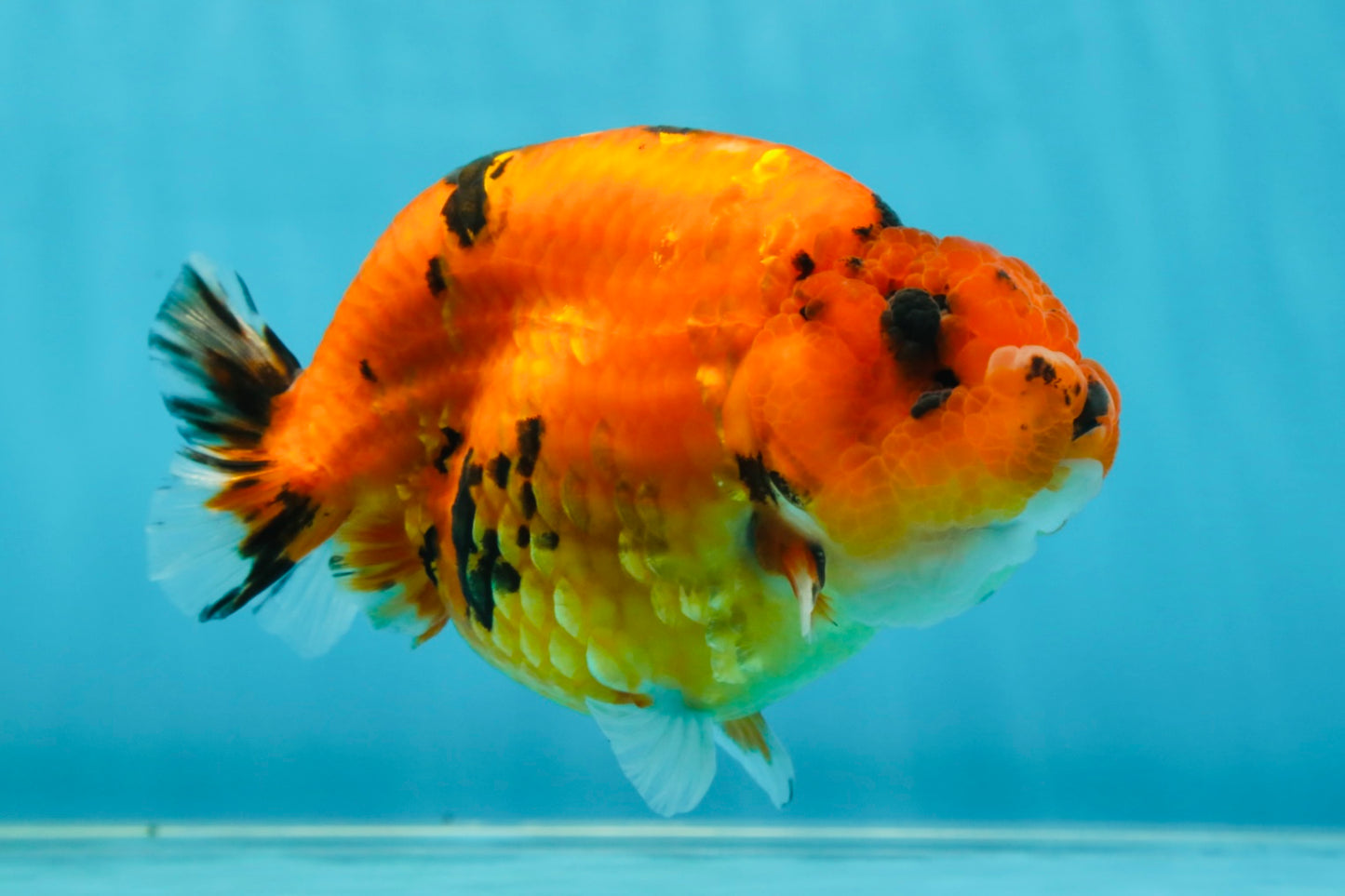 AAA Grade Cow Tiger LionKing 5 inches #050925LC_01