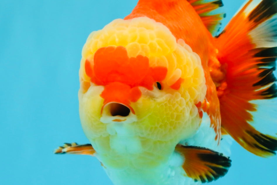 SUPER AAA Grade Godzilla Red White Yuanbao Male 5.5 inches #022026YB_03