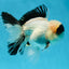 A Grade Panda Oranda Male 5.5-6 inches #053025OR_15