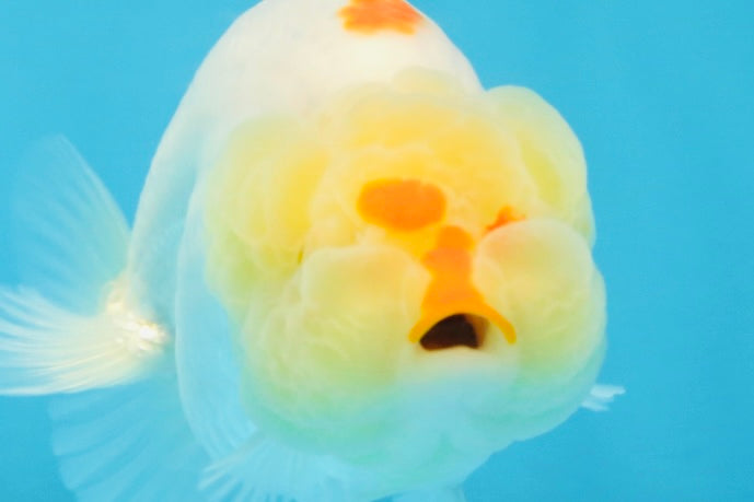 A Grade Red White LionQueen 4 inches #103125LC_21