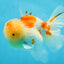 A Grade Sakura Oranda Male 4.5-5 inches #053025OR_28